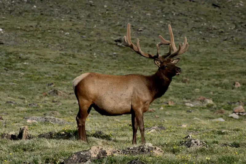 Types of Deer in Colorado