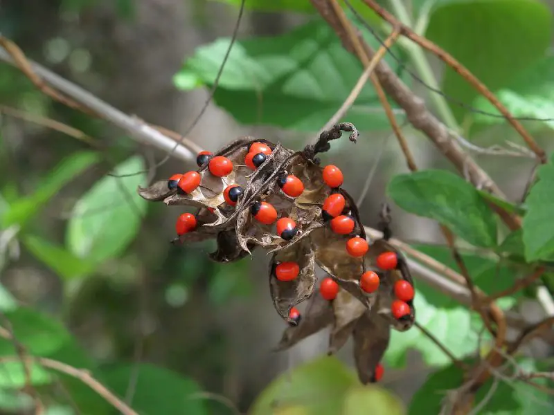 Poisonous Plants in Florida