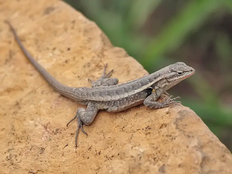 Types of Lizards in Texas
