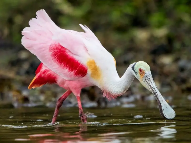 Pink Birds in Florida