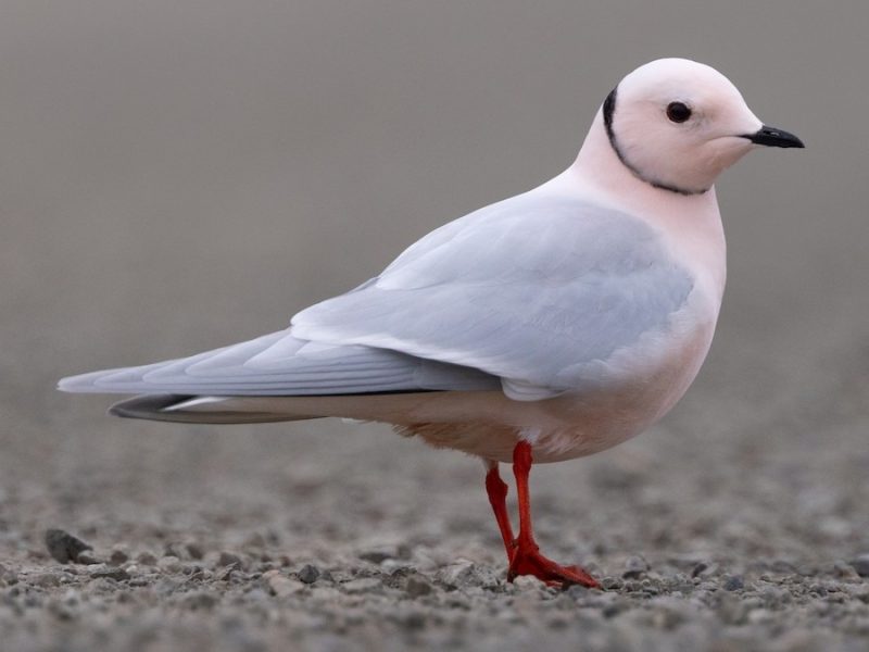 Gulls in California