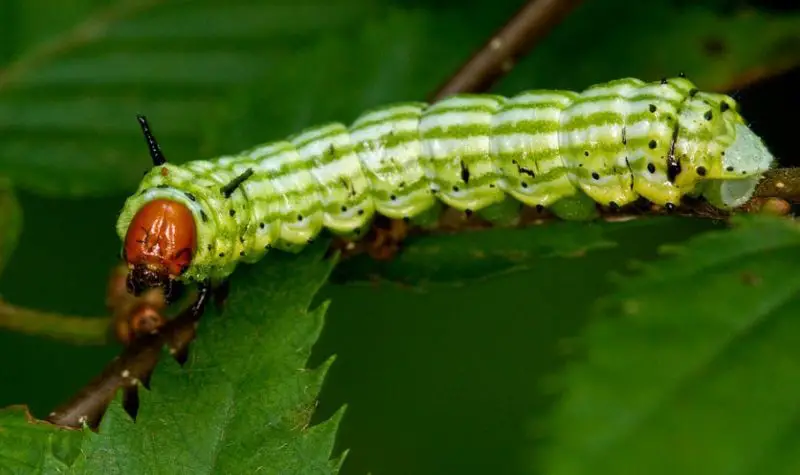 Types of Caterpillars in Texas