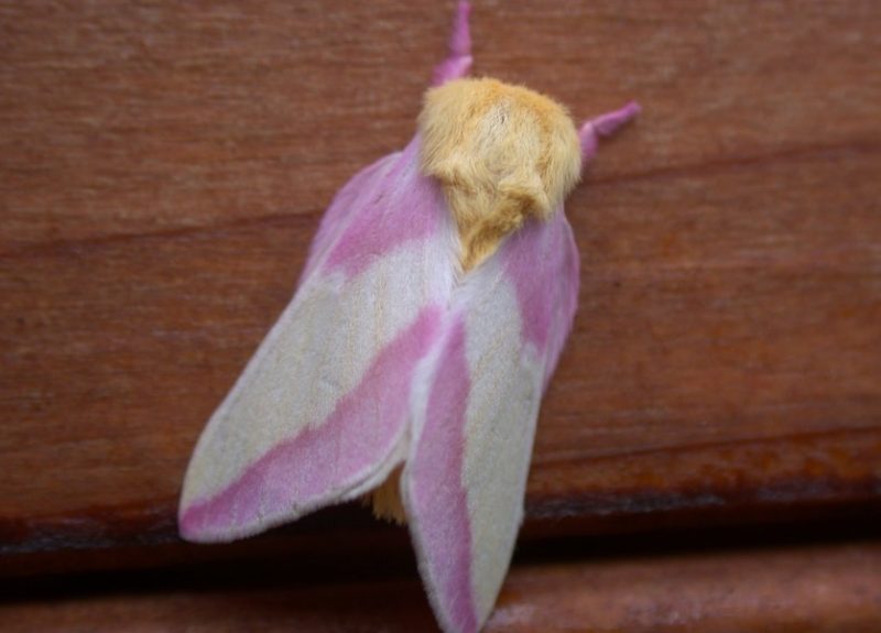 Moths in North Carolina
