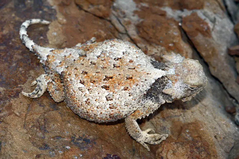 Lizards in Texas