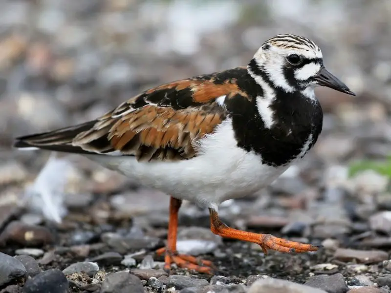 Shorebirds in Florida