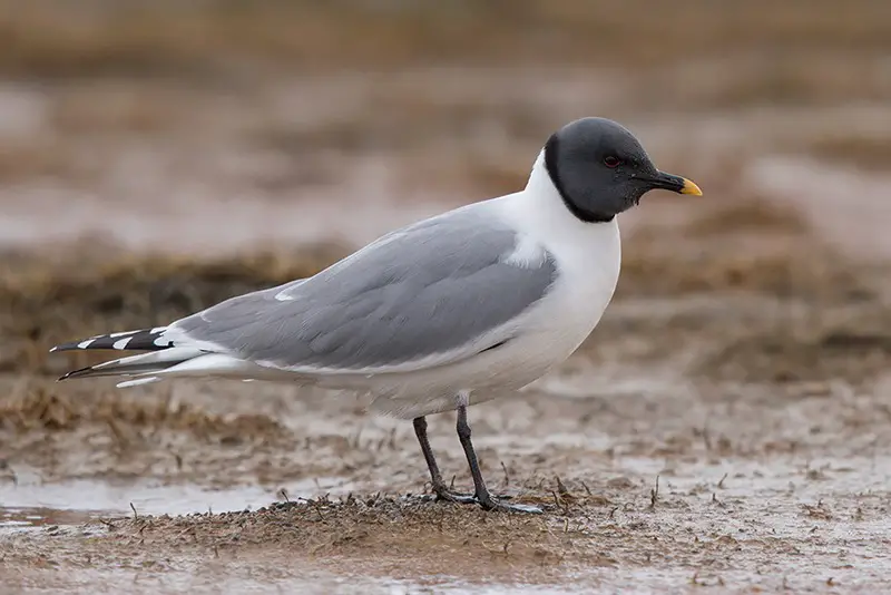 Gulls in California