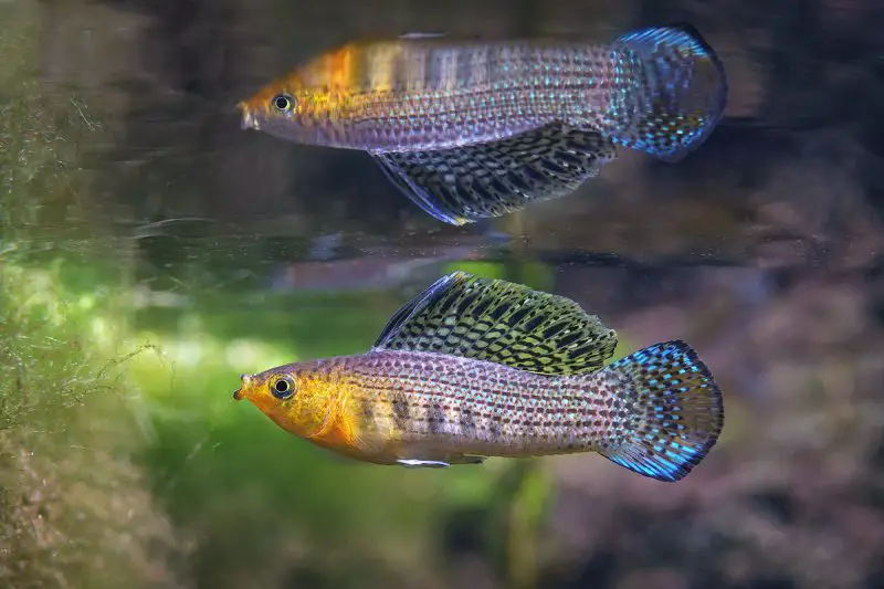 types of fish in florida