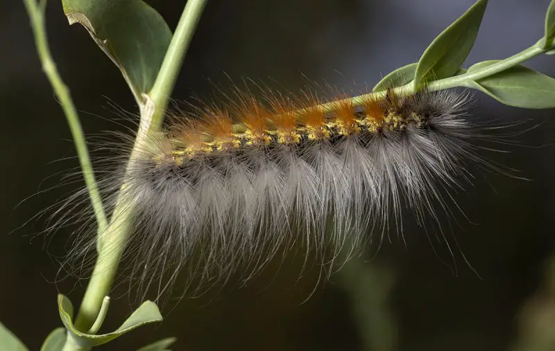 Types of Caterpillars in Texas