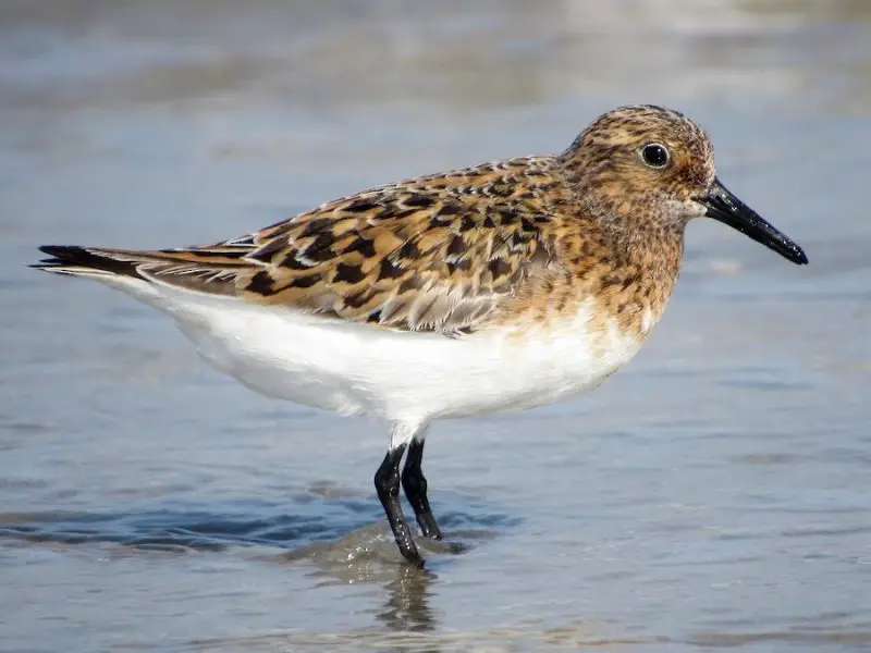 Shorebirds in Florida