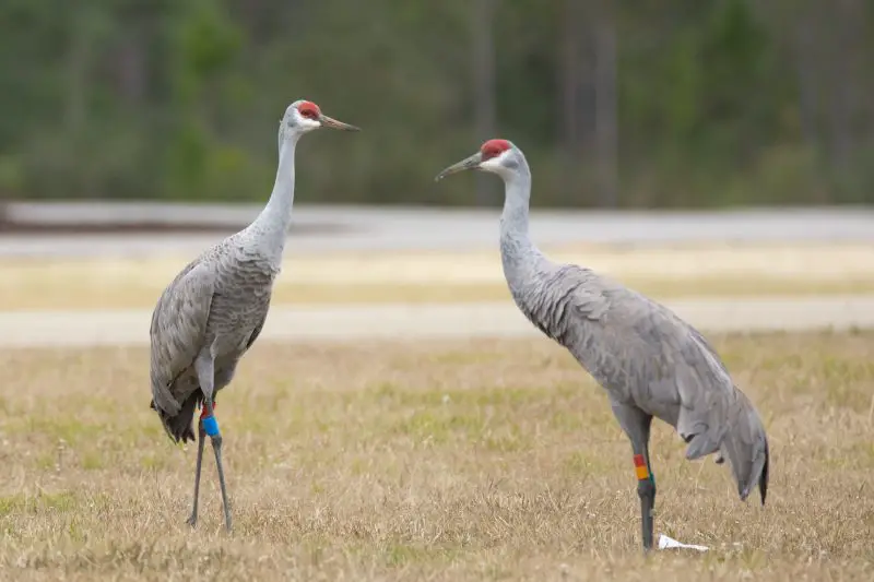 Cranes in Wisconsin