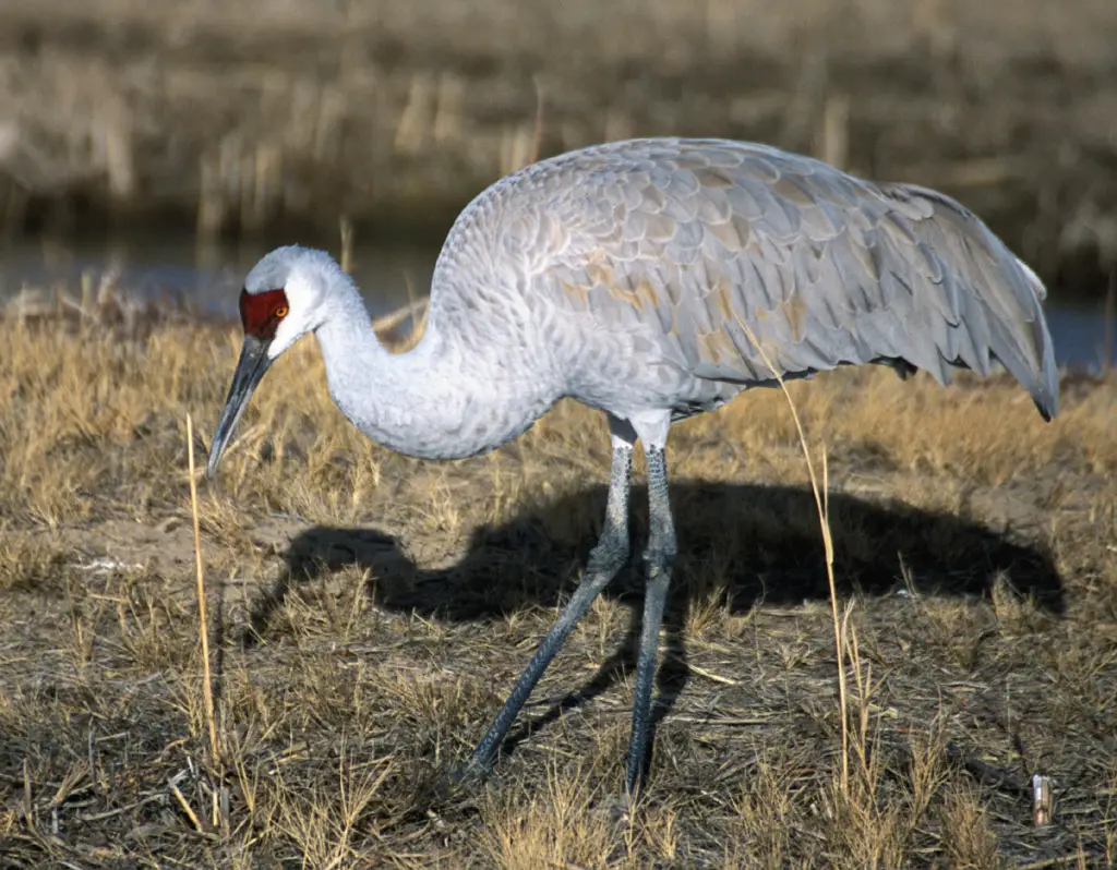 Cranes in Wisconsin