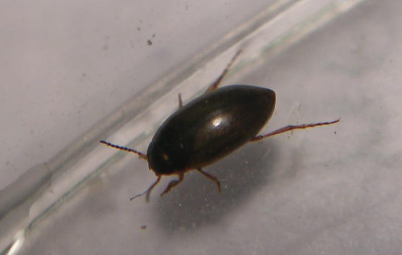 bugs in California