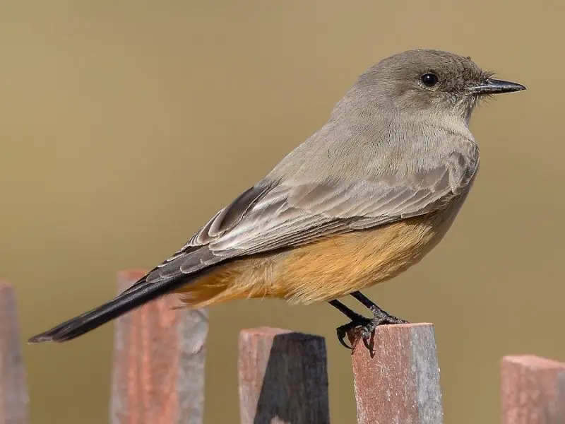Birds in Idaho