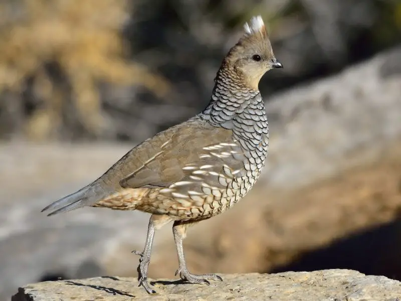Types of Doves in Texas