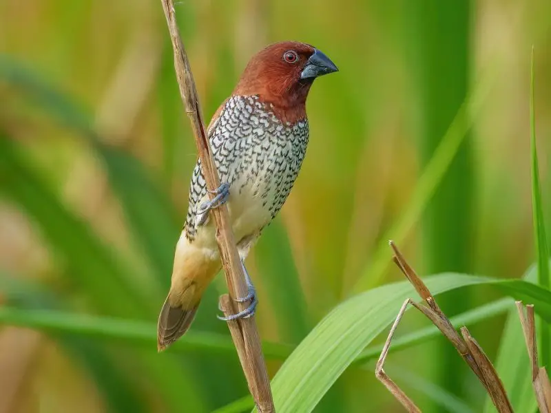 Types of Birds in California