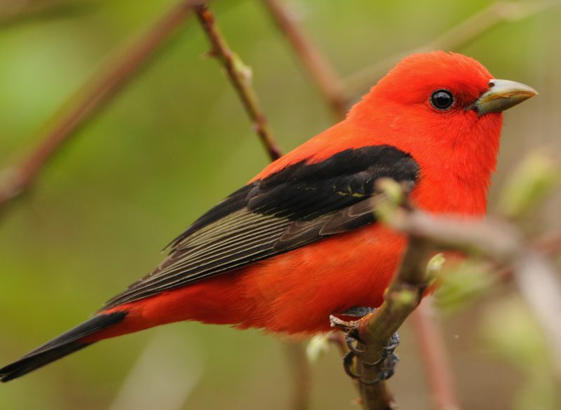 Birds in Massachusetts