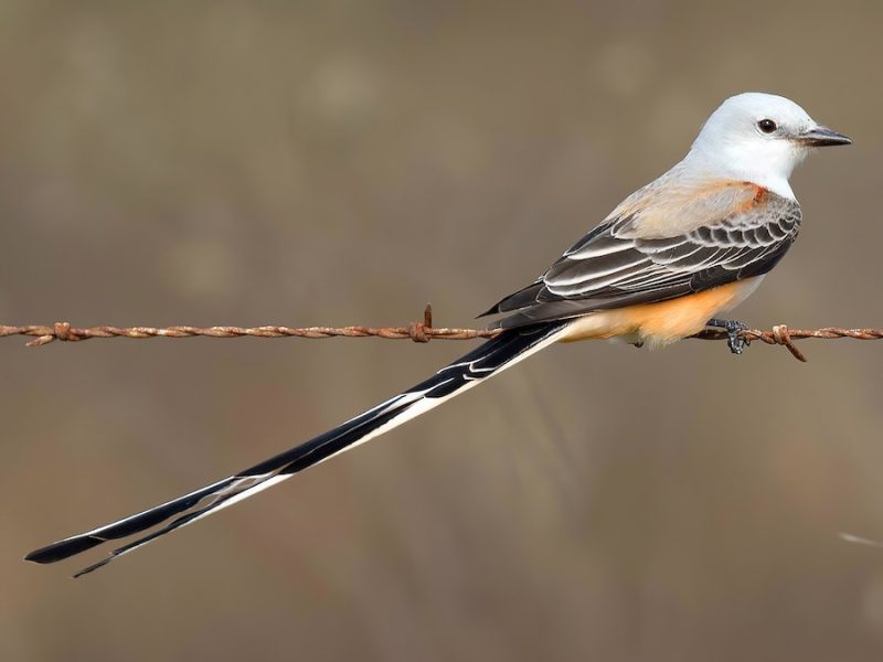 Birds with Long Tails in Texas