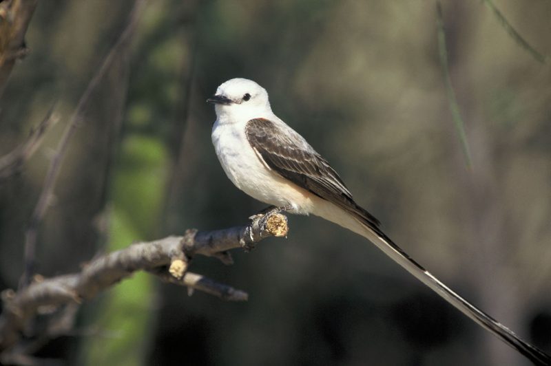 Types Birds in Alabama