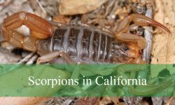 18 Scorpions in California (With Pictures and Identification)
