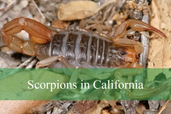 Scorpions in California