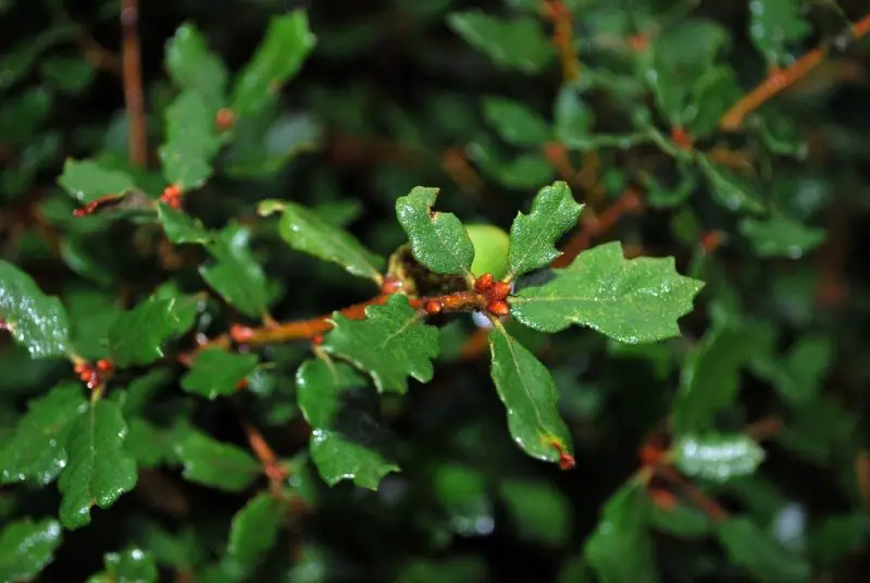 Types of Oak Trees in California
