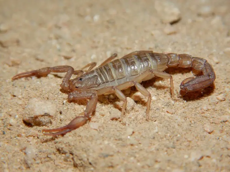 Scorpions in California