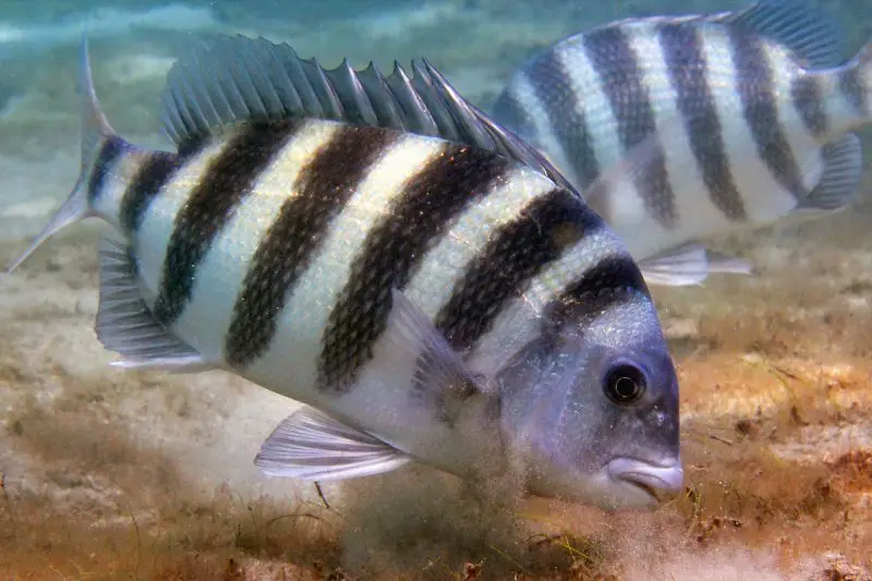 Types of Fish in Florida