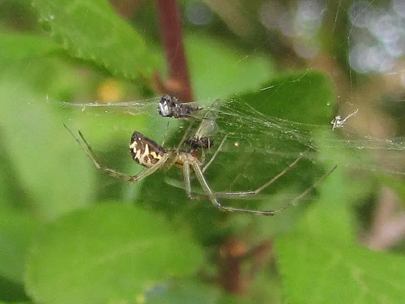 Types of Spiders in Montana