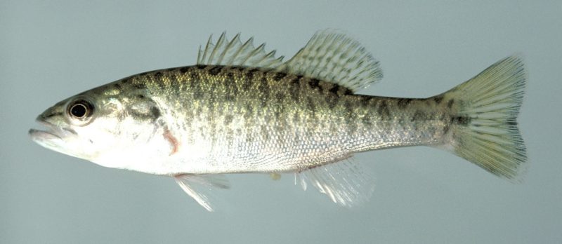 types of fish in florida