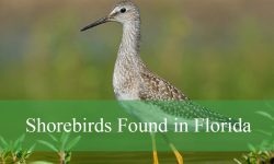 18 Shorebirds in Florida (With Pictures and Identification)