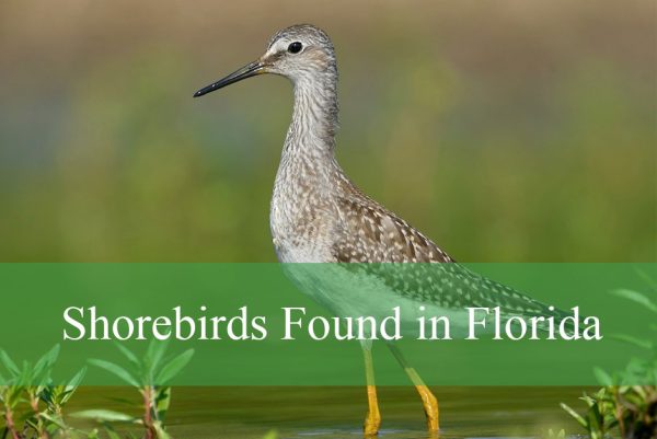 Shorebirds Found in Florida