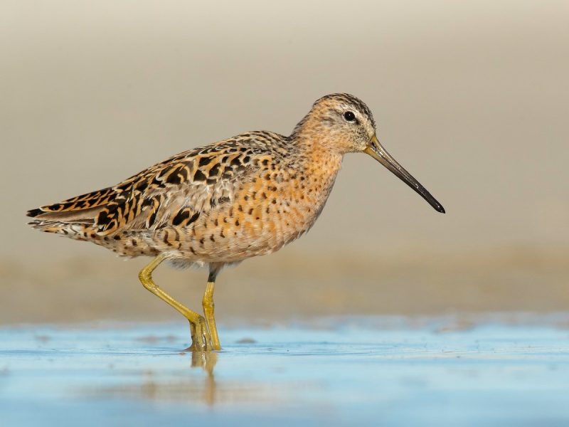 Shorebirds in Florida