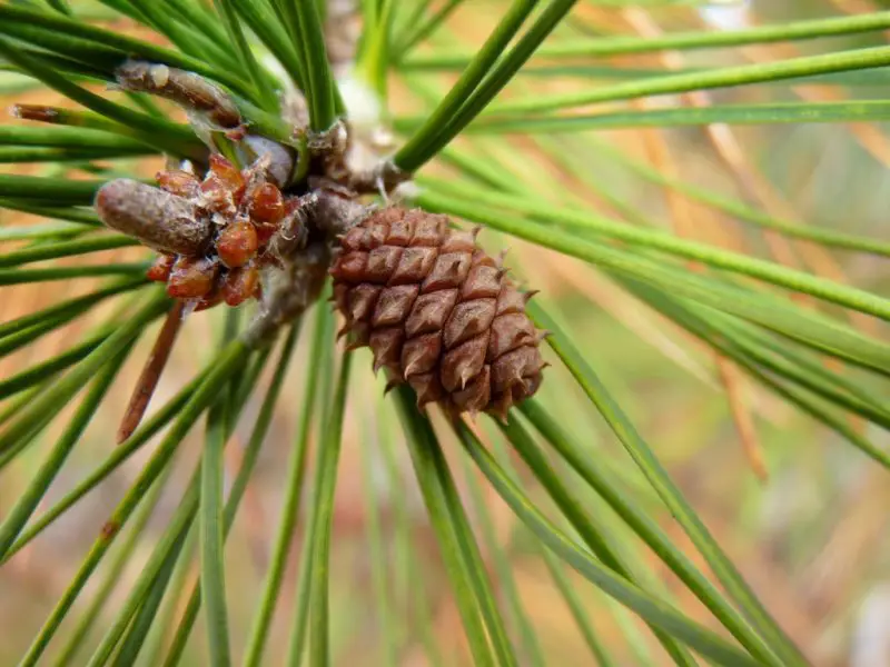 Types of Pine Trees in Michigan