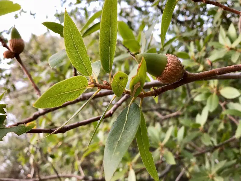 Types of Oak Trees in California