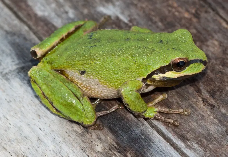 Frogs in California