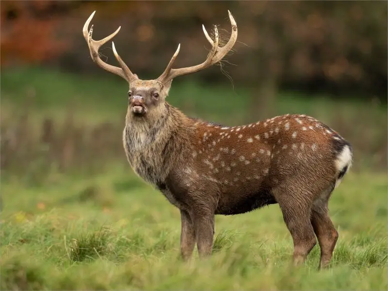 Deer in Pennsylvania
