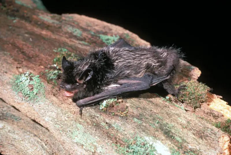 Types of Bats in Idaho