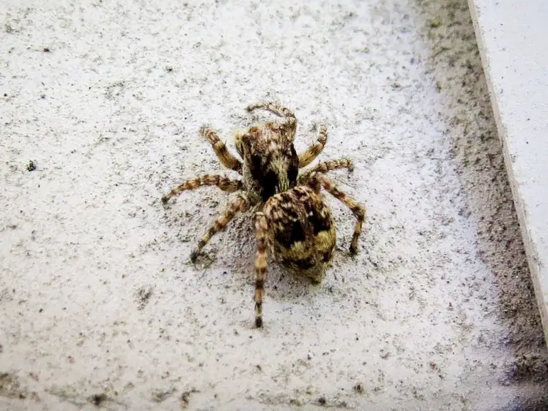 Types of Spiders in Montana