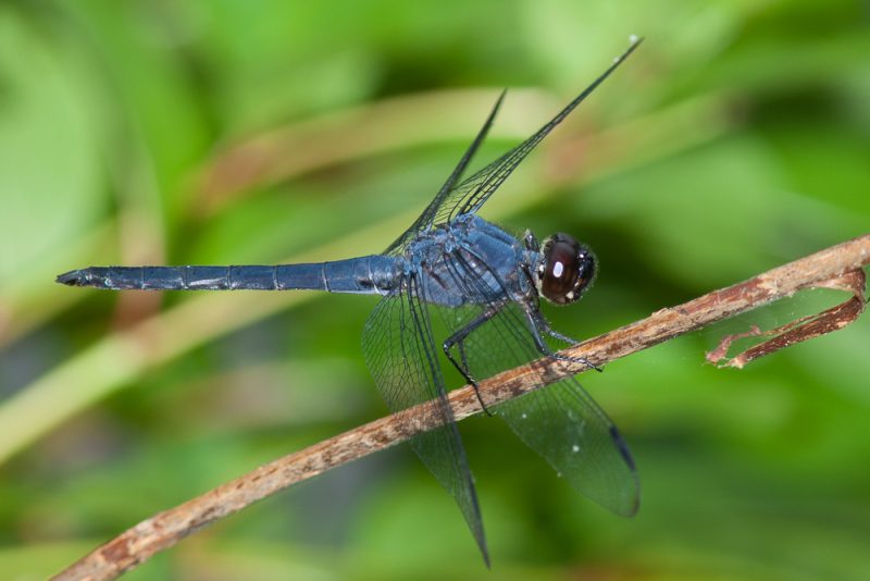 Dragonflies in Massachusetts