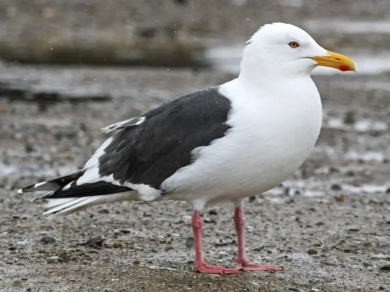 Gulls in California