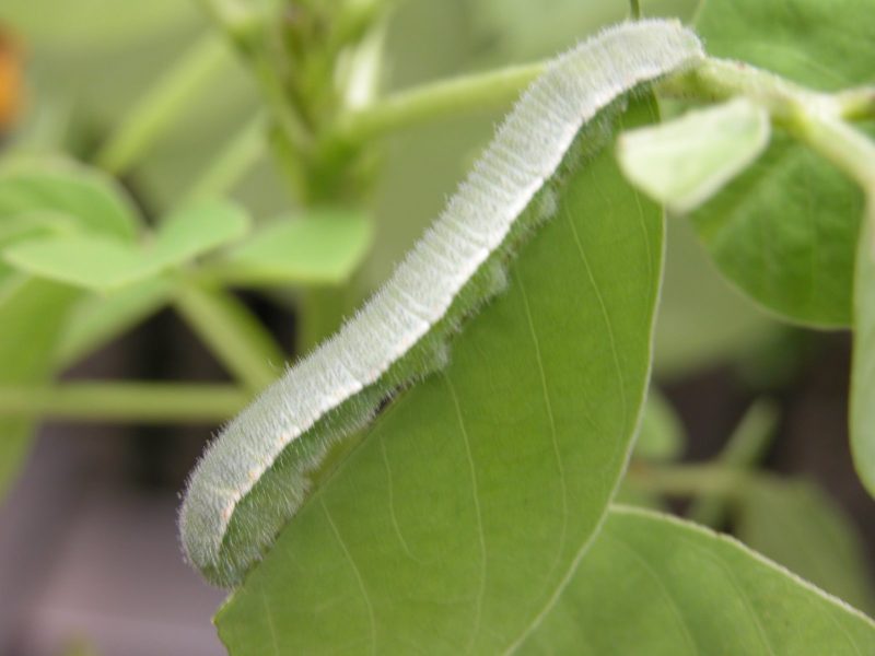 Types of Caterpillars in Texas