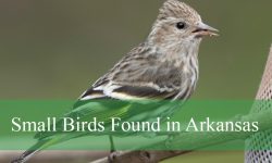 35 Small Birds in Arkansas (With Pictures and Identification)