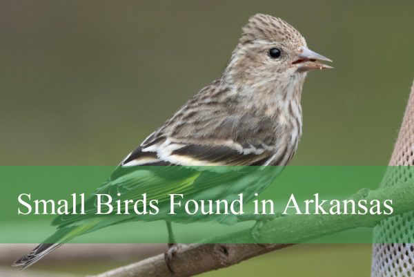 Small Birds Found in Arkansas