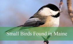 38 Common Small Birds in Maine (Pictures and Identification)