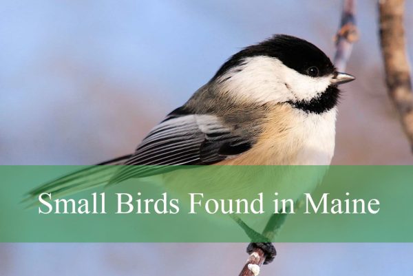 Small Birds Found in Maine