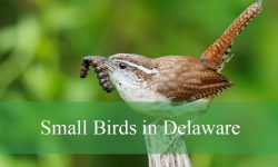 40 Small Birds in Delaware (With Pictures and Identification)
