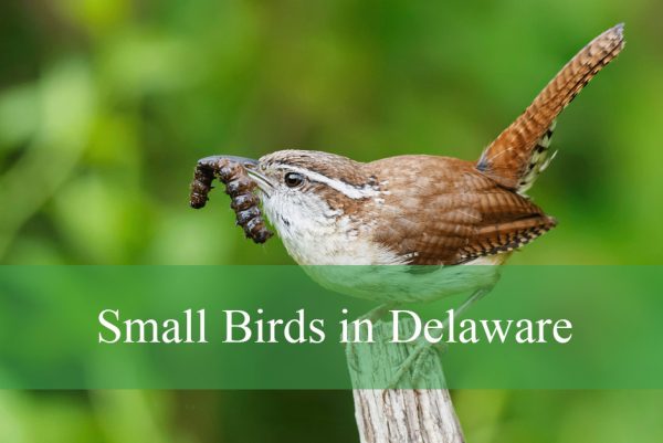 Small Birds in Delaware
