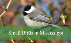 37 Small Birds in Mississippi (With Pictures and Identification)