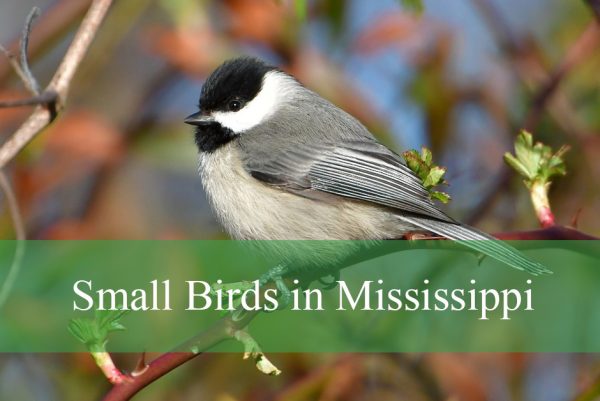 Small Birds in Mississippi