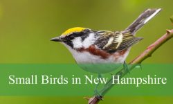 39 Small Birds in New Hampshire (With Pictures and Identification)